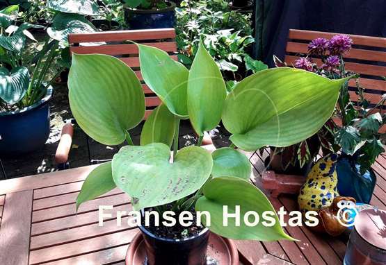 Hosta Lady Peyton